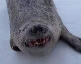wa
