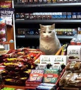 kot_wares