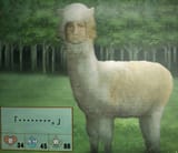 alpacaman