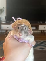 rat-with-hat-v0-z1y9o1dpbq6a1