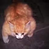 trencat