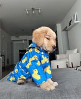 pup in pjs