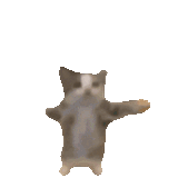 happy-cat-happy-happy-cat