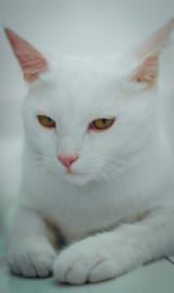 free-photo-of-close-up-of-white-cat