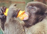 woolly monkey eating