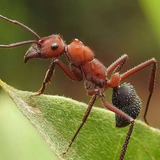 ant