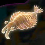 150px-DKB_Fossil_Anomalocaris