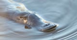 Platypus
