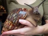 not_quite_a_slug_but_close