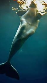 beluga whale