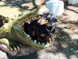 gator eating dog
