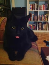 curiousblepmoonie