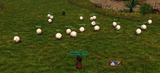 sheeps