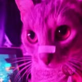 literallymeow
