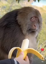 monkey