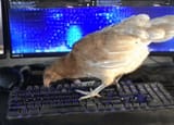 bidf