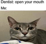 cat dentist