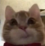 1729130302439555