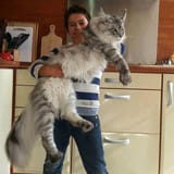norwegian forest kavat