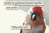 bird wth