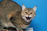 evil-cat