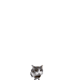 cat-brick