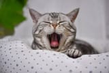 cat-yawning-min