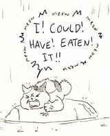 fatcat