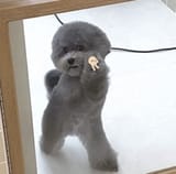 GAFNlBRWEAAAgyw