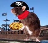 pie rat