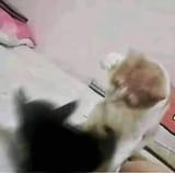violence