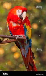 central-american-scarlet-macaw-parrot-ara-macao-cyanoptera-at-the-C4D7EJ