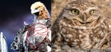 owl protecc