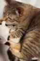 video_twimg_com-oDCBFCC39t7FoIbP_thumb.jpg