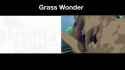 grass wonda_thumb.jpg