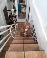 capra