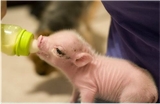 Safe little piglet