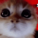 cat-angry