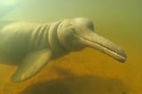 amazon-river-dolphin