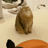catsatisfied