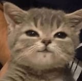 cat-smug