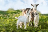 domestic-goats-mother-goat-two-600nw-2164479947