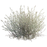 t_ui_iconresourceplantfiberr_d