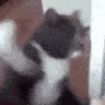 catpunch