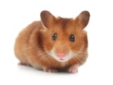 hamster-c4ef2dc4f4fab69f7474eea73debad2042a8ae62