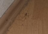 holy shit my floor is dirty