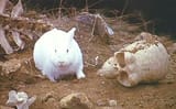 The_Rabbit_of_Caerbannog