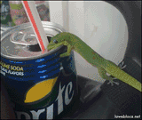 ace with a can of coke