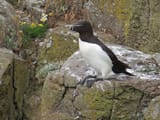 2015-07-10_Alca_torda_Dunstanburgh_2
