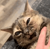 the cat of extreme painful anger and eventual resigned acceptance